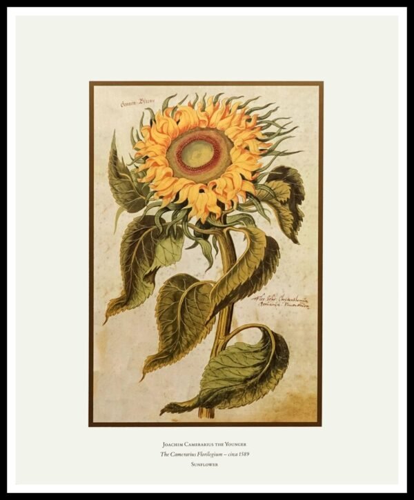 ICS C244 Sunflower (Camerarius)